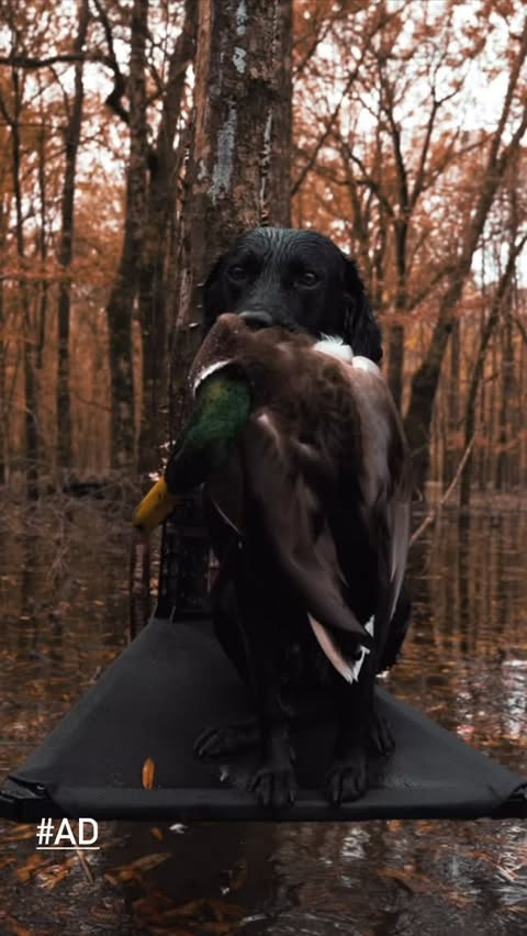 Instagram post by @devlinhodges for Purina. Caption reads: Willow has enjoyed this duck season being fueled....