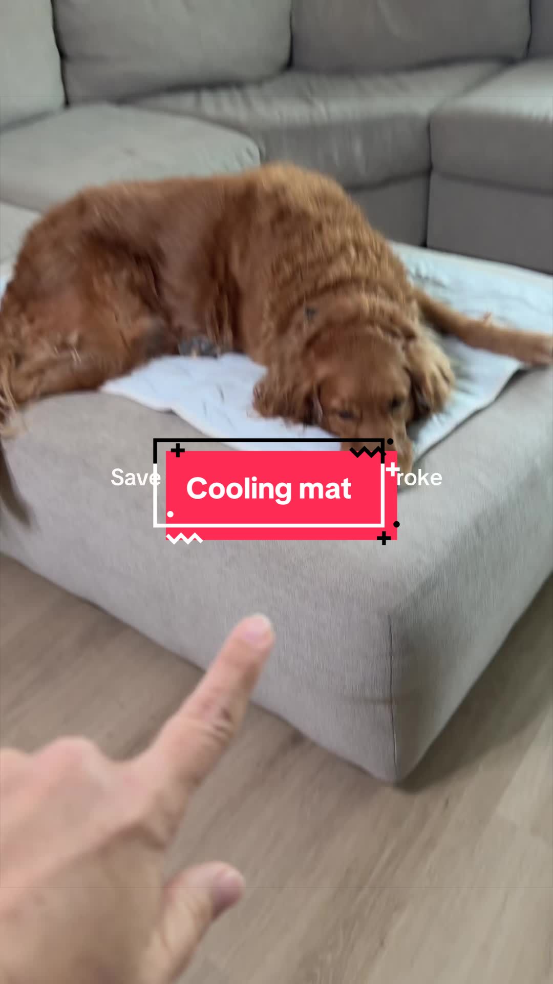 TikTok post by @rebecca.shops for Lesure Pet. Caption reads: [...] #coolingsolutions @Lesure Pet....
