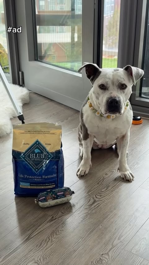 Instagram post by @tylerhayek for blue buffalo. Caption reads: #bluebuffalopartner Taking care of our Maisy with....