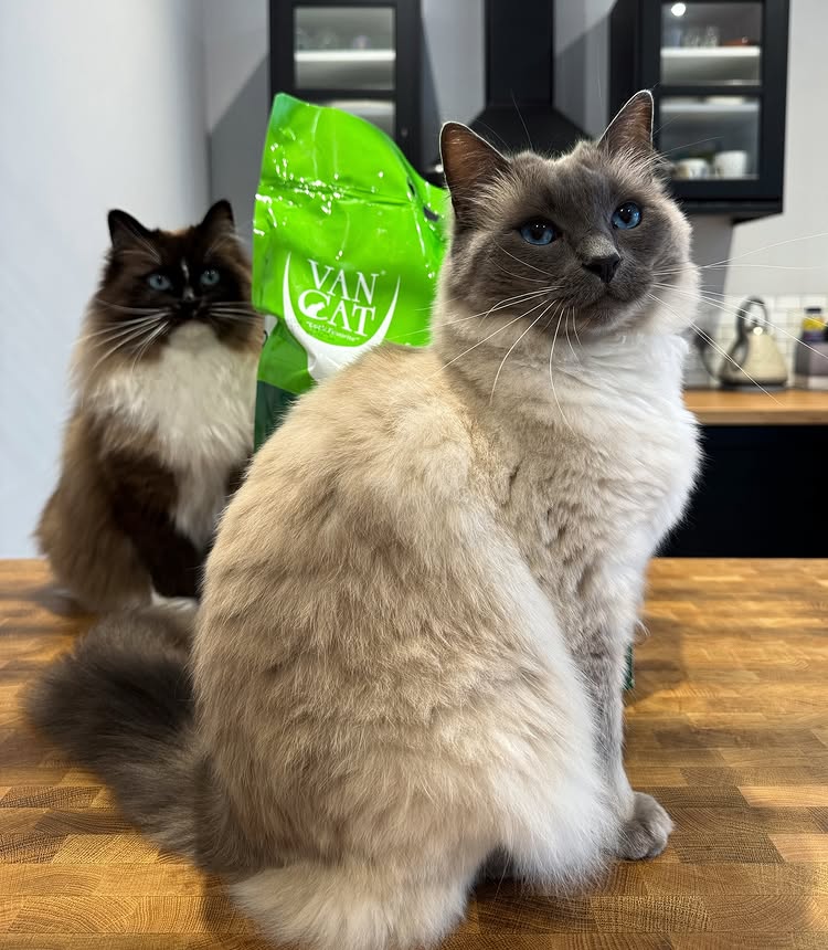 Instagram post by @atlas.phoebe.ragdolls for VanCatUK. Caption reads: [...] weekend feeling fresh, all thanks to....