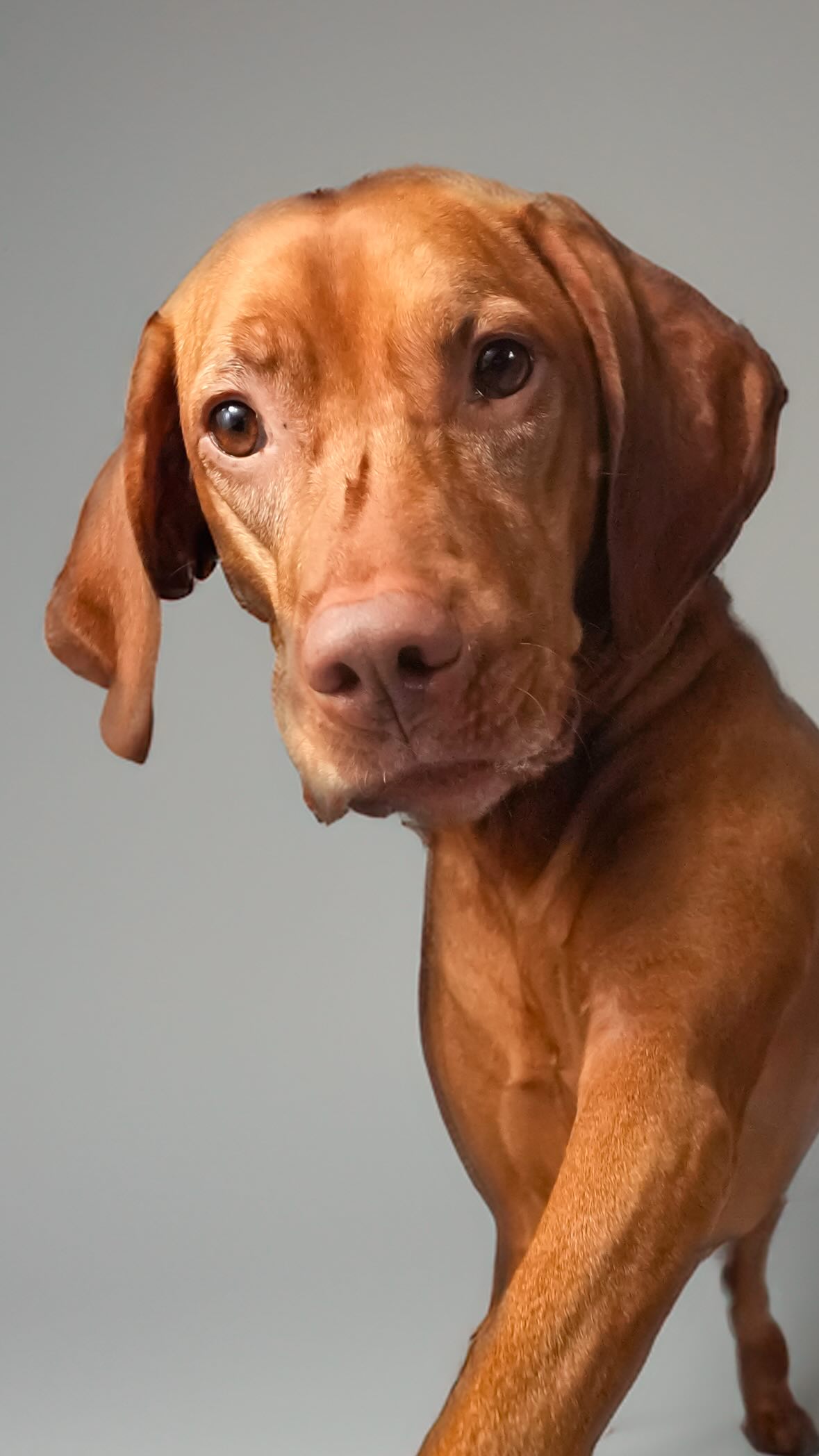 Instagram post by @waffles_the_vizsla for The Dog Agency. Caption reads: From bloated and blah to leaner, happier, and full....