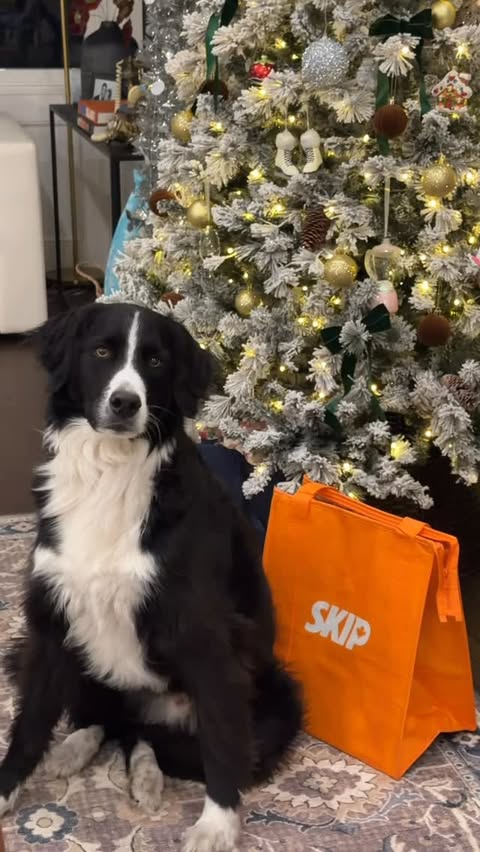 Instagram post by @marinarossa for PetSmart. Caption reads: [...] until December 21, get $20 off your....