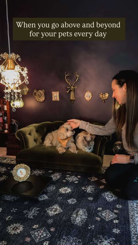 Instagram post by @fifimcfluffypants for Wellness Pet Food. Caption reads: [...] ENTIRE HOUSE 🫣 #WellnessPetPartner....