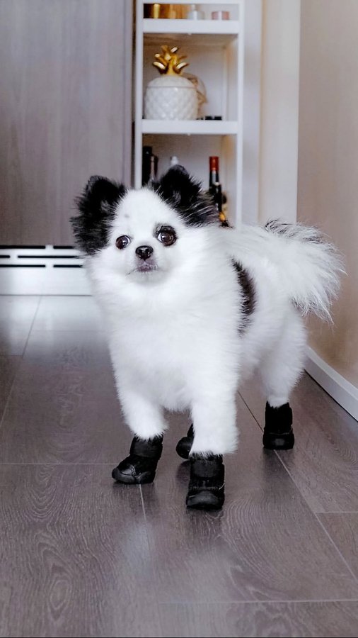 Instagram post by @tituspom for RIFRUF. Caption reads: These dog sneakers are by @rifrufqueens. They’re....