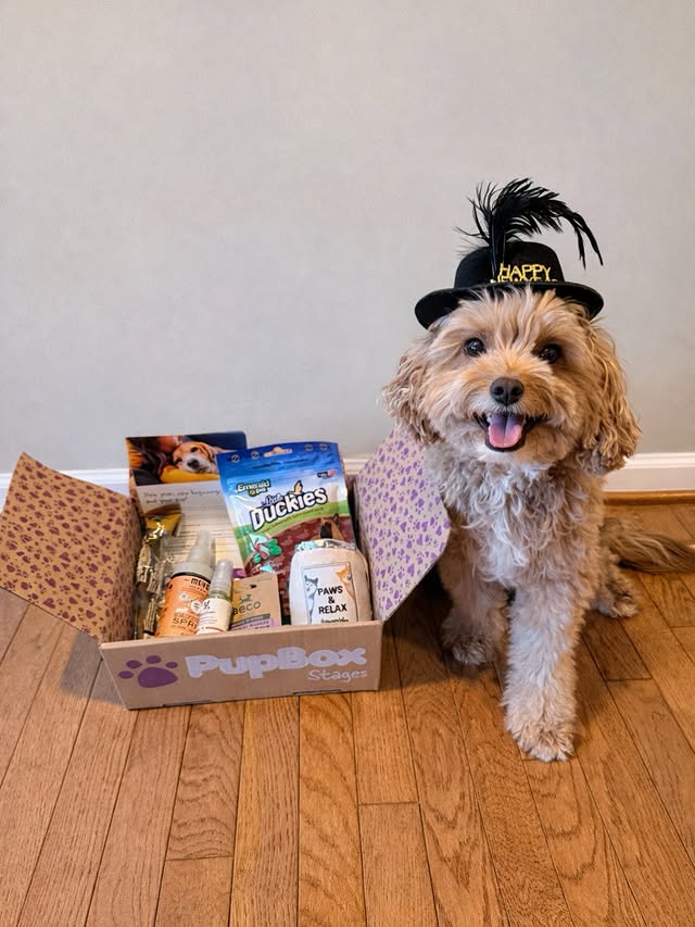 Instagram post by @with.love.kaden.and.adalynn for PupBox. Caption reads: #sponsored by @pupbox. 💜
━
Addie looks like she’s....