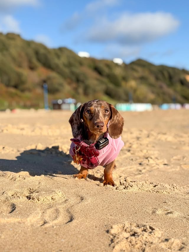 Instagram post by @margotdapple for Cocopup London. Caption reads: sunny autumn days 🌞

beach days always feel so....