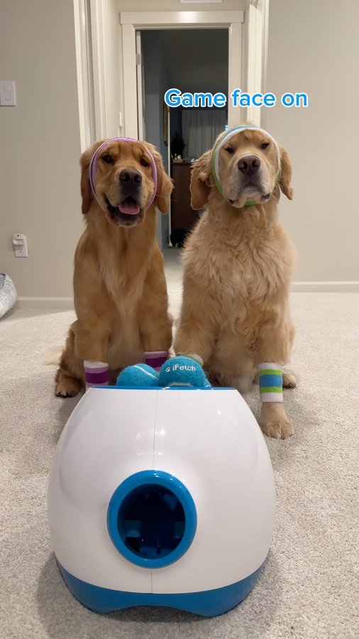 Instagram post by @benny_and_remy for Brutus Broth. Caption reads: [...] with an @goifetch ball launcher &....