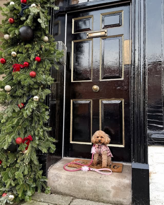 Instagram post by @rubyrooandpearltoo for Hugo and Ted. Caption reads: [...] @my.pawchella 🏷️ RUBYPEARL @hugoandted 🏷️....