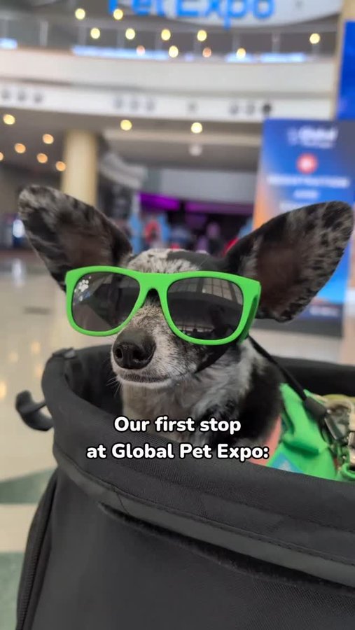 Instagram post by an influencer for NutriSource Pet Foods. Caption reads: [...] for the treats at @nutrisourcepetfoods and....