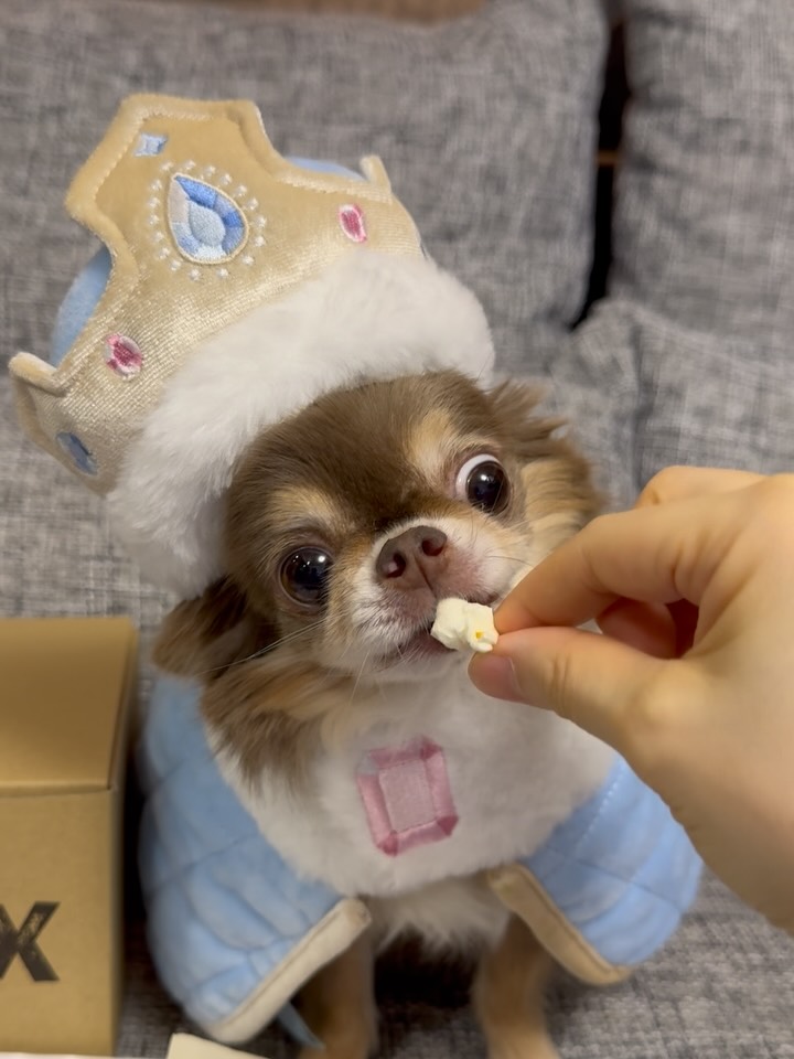 Instagram post by @noel_noechan for Doggy Box. Caption reads: 王女様のおやつ🍿
ちょっと食いしん坊な王女です👸笑

@doggybox_jp....