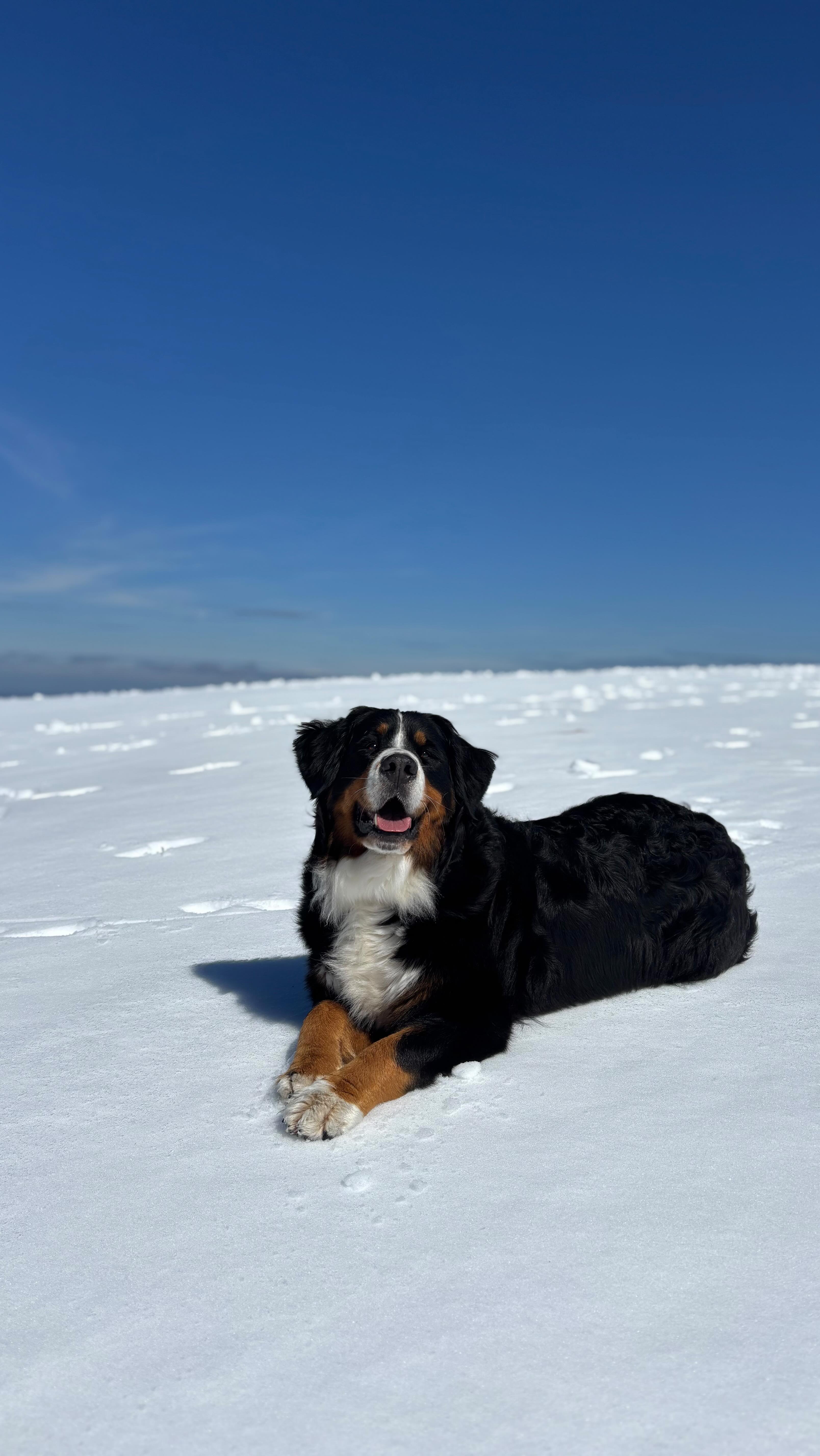 Instagram post by @tovathemountaindog for YuMOVE. Caption reads: [...] keep joints happy this season with....