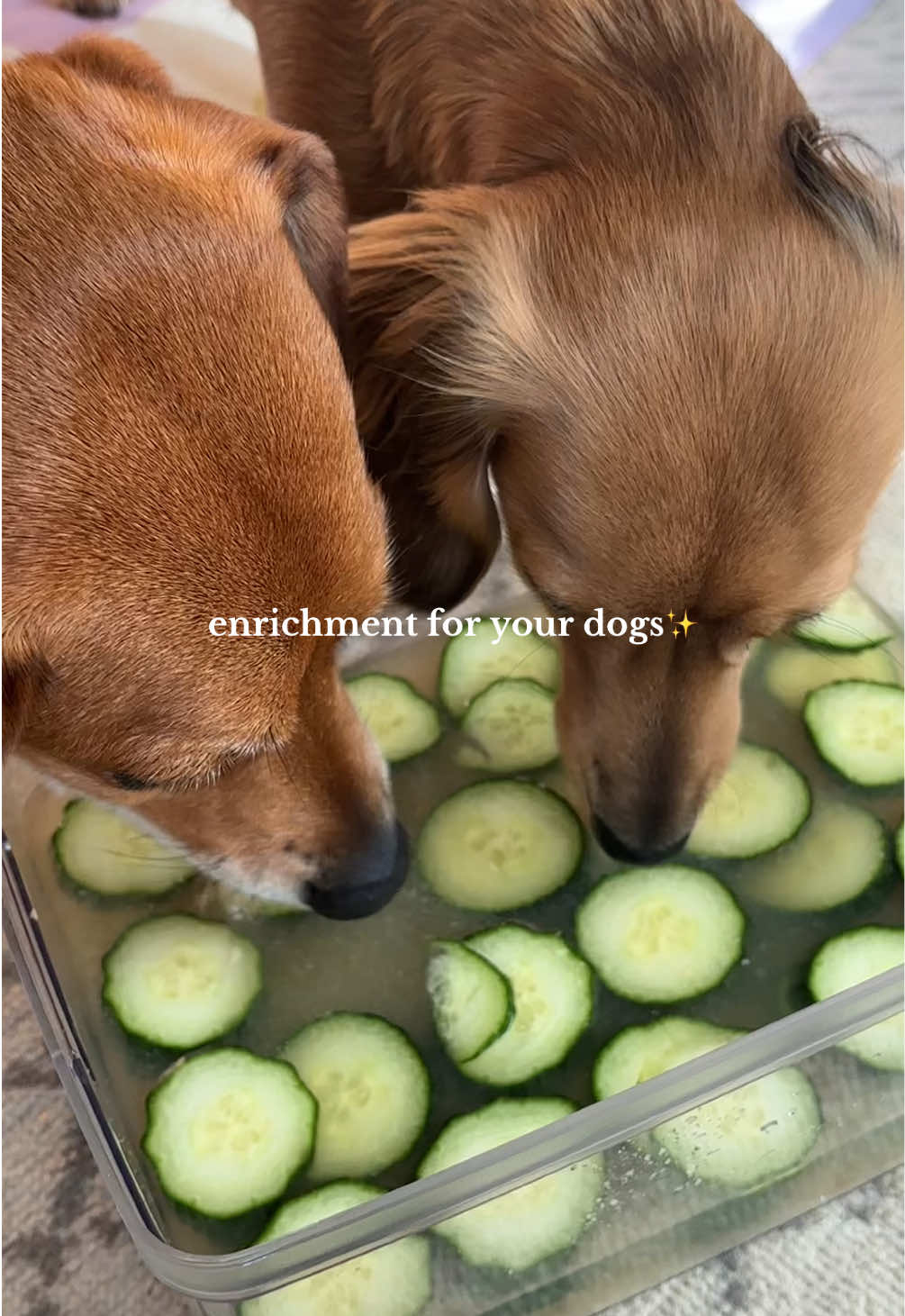 TikTok post by @thesausagepawty for Dog is Human. Caption reads: healthy, hydrating, & fun!🥒 @Dog is Human....
