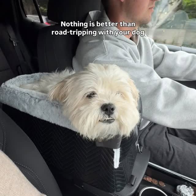 Instagram post by @olli.the.doggi for Petsfit. Caption reads: Always bring the co-pilot who never complains....