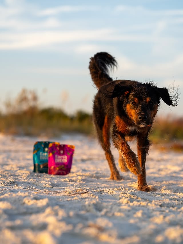 Instagram post by an influencer for Earthborn Holistic Pet Food. Caption reads: You know what makes beach days better? TREATS | ad....
