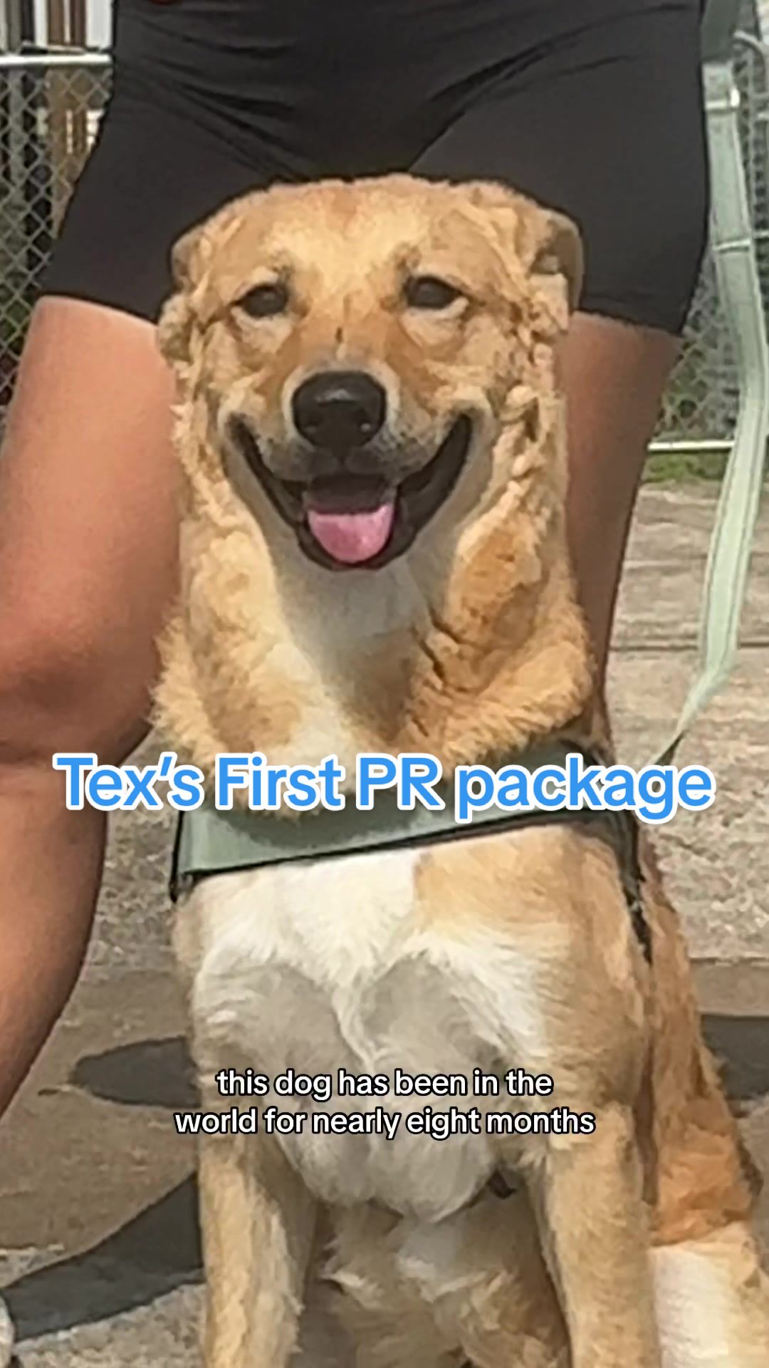 TikTok post by @lookatlyssa for Dog Friendly Co. Caption reads: [...] loving our new Signature Kit from....