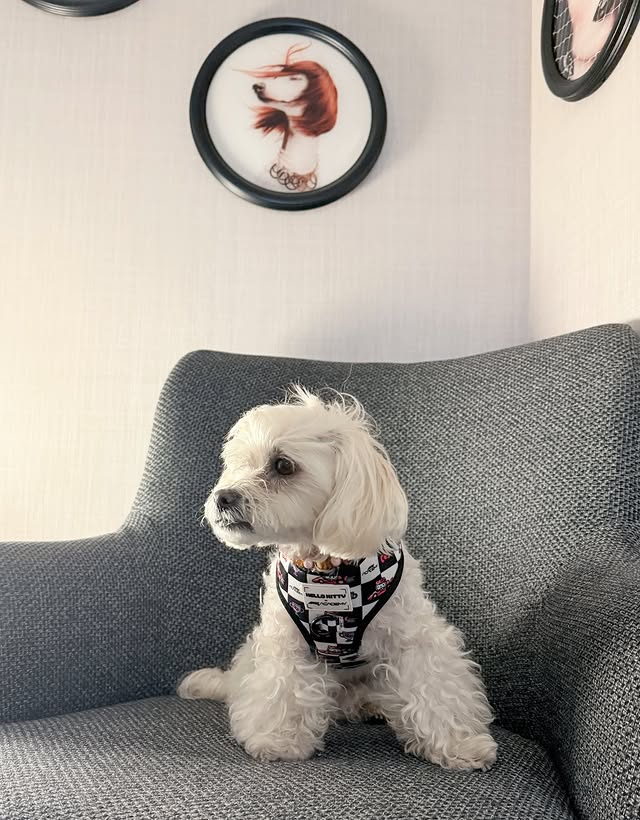 Instagram post by @mochi_the_poo for Sassy Woof. Caption reads: [...] | @sassywoof for @f1academy x @hellokitty.