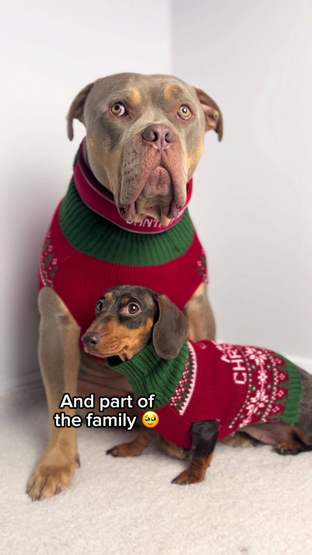 TikTok post by @justgunnerstunner for BullyBillows. Caption reads: Warm and loved in their @BullyBillows Christmas....