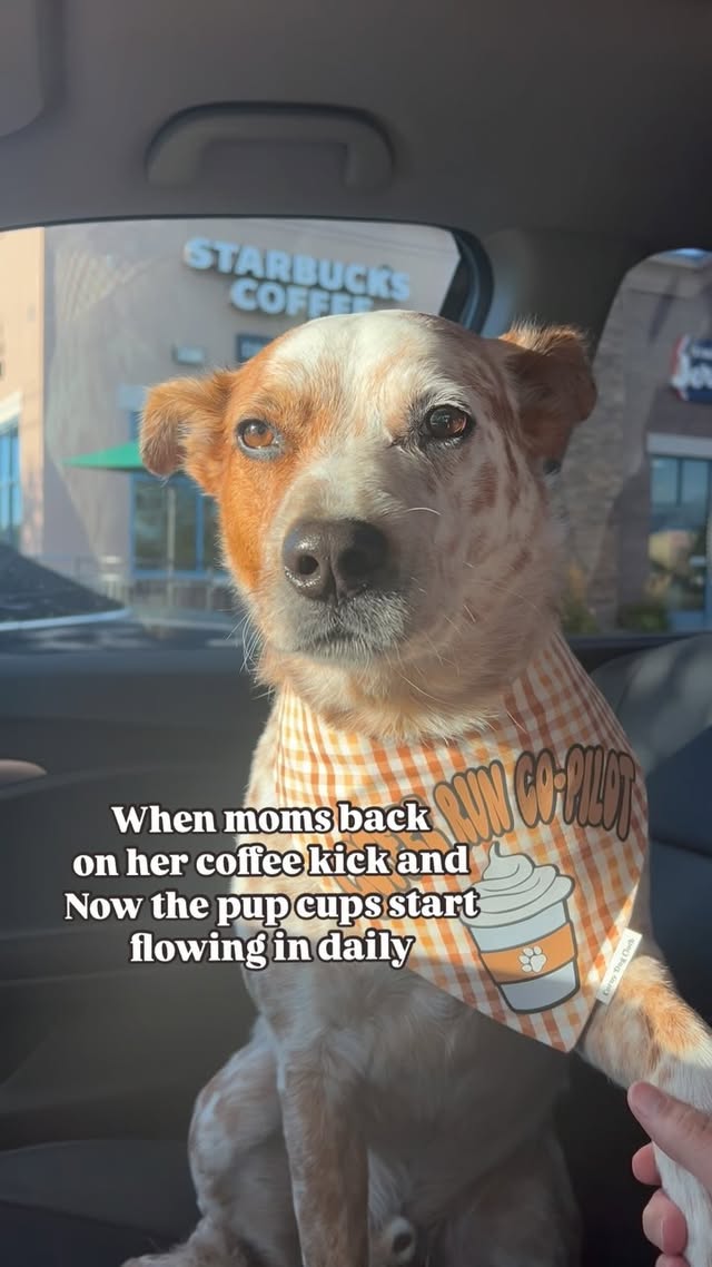 Instagram post by @rusty.theredheeler for Corny Dog Cloth. Caption reads: [...] mom’s coffee run co-Pilot! Made by....