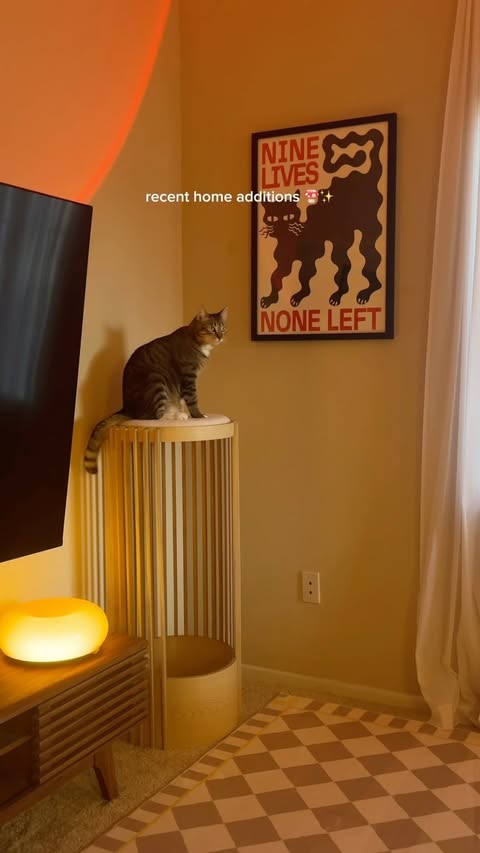 Instagram post by @indoorcatkiwi for Tuftandpaw. Caption reads: [...] to Kiwi's apartment✨ also check out....