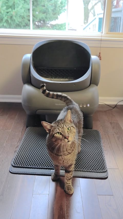 Instagram post by @meeloandmina for Neakasa. Caption reads: [...] bathroom better than our hoomans, the....