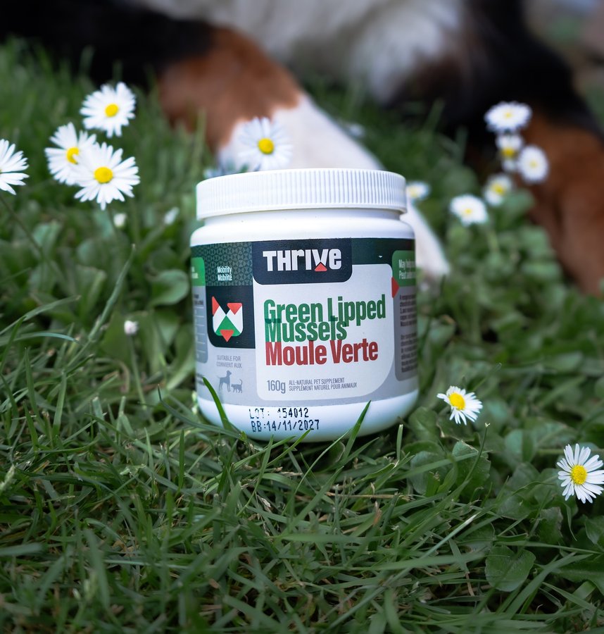 Instagram post by @hoteldogbenny for BIG COUNTRY RAW. Caption reads: [...] give Benny GLM a few times a week 🦪....