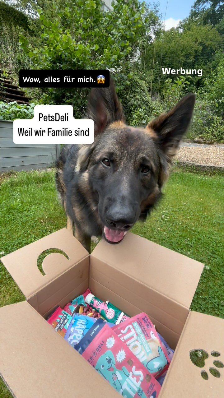 Instagram post by @rex_vonderkoelnerbucht for Pets Deli. Caption reads: „PAKETALAAAARM!!! 📦🐾“

Ich hab da mal kurz den....