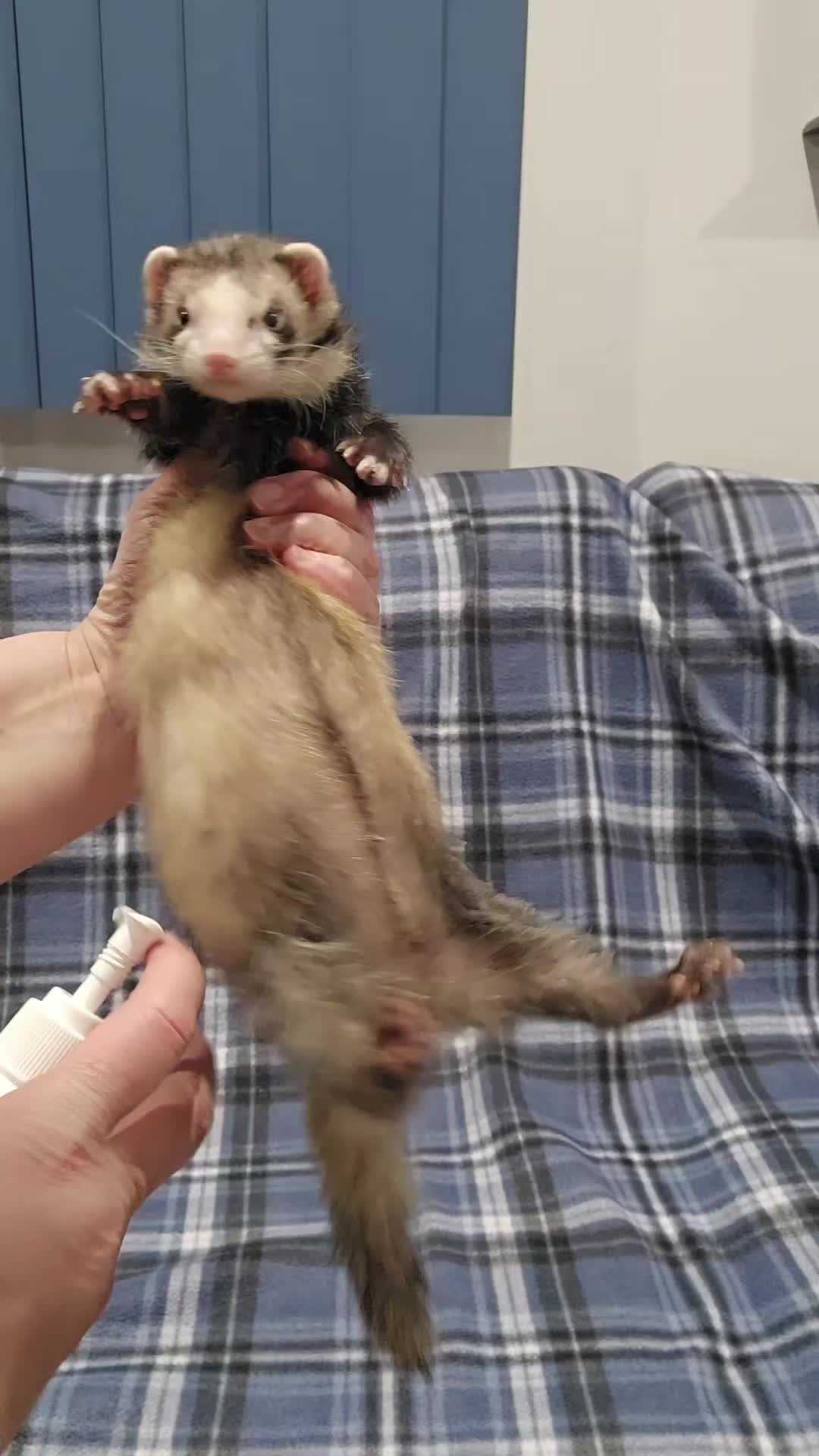 TikTok post by @dook_dook_momma for Vital Pet Life. Caption reads: [...] #tiktokshop #ferrets @Vital Pet Life.