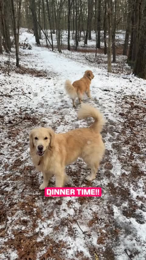 Instagram post by @riskyandthegiantpeach for NutriSource Pet Foods. Caption reads: [...] for years to come! #nutrisource....