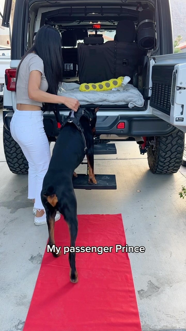 Instagram post by @diesel_dobie for Petsafe. Caption reads: The only kind of treatment a passenger Prince....