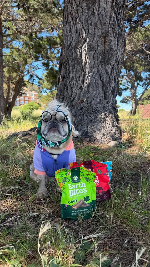 Instagram post by @somefrenchienamedapollo for Earthborn Holistic Pet Food. Caption reads: #ad Apollo is officially more in tune with the....