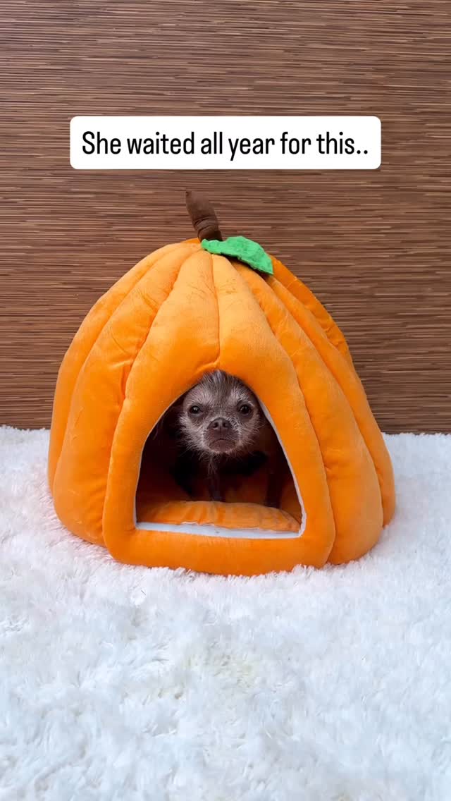Instagram post by @cricketthegremlin for The Honest Kitchen. Caption reads: 🎃✨ Pumpkin Spice for your pup? Yes, please! The....