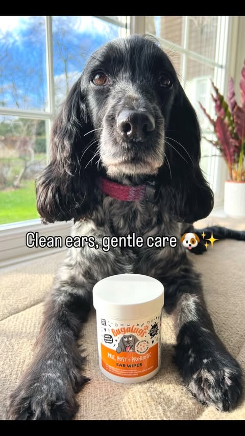 Instagram post by @dollythehearingdog for Bugalugs Pet Care. Caption reads: Gentle care, calm ears, and a very good girl....