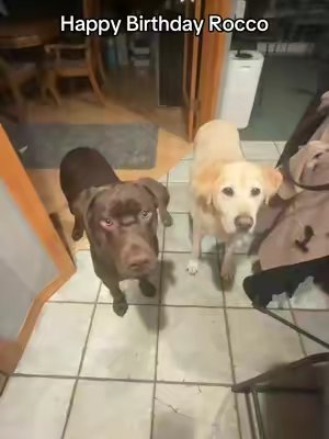TikTok post by @plantwiseliving for Mighty Paw. Caption reads: [...] Birthday Treats! We absolutely love @Mighty....