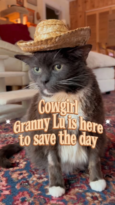 Instagram post by @lucilletherescuecat for Levoit. Caption reads: [...] cat living the wild west… 🌾 Thanks to....
