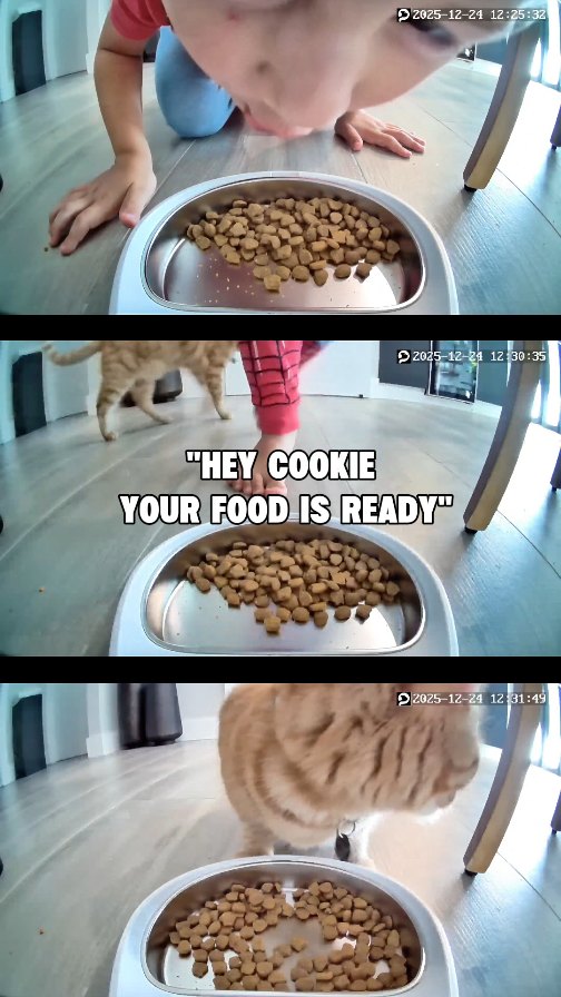 Instagram post by @itscookie.cat for Petlibro. Caption reads: [...] thing! The granary camera feeder from....