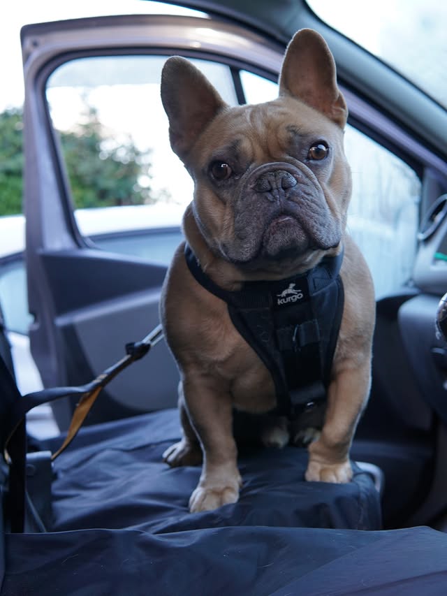 Instagram post by @tj.the.frenchie for Kurgo. Caption reads: [...] for a safe way to travel with your pup Kurgo....