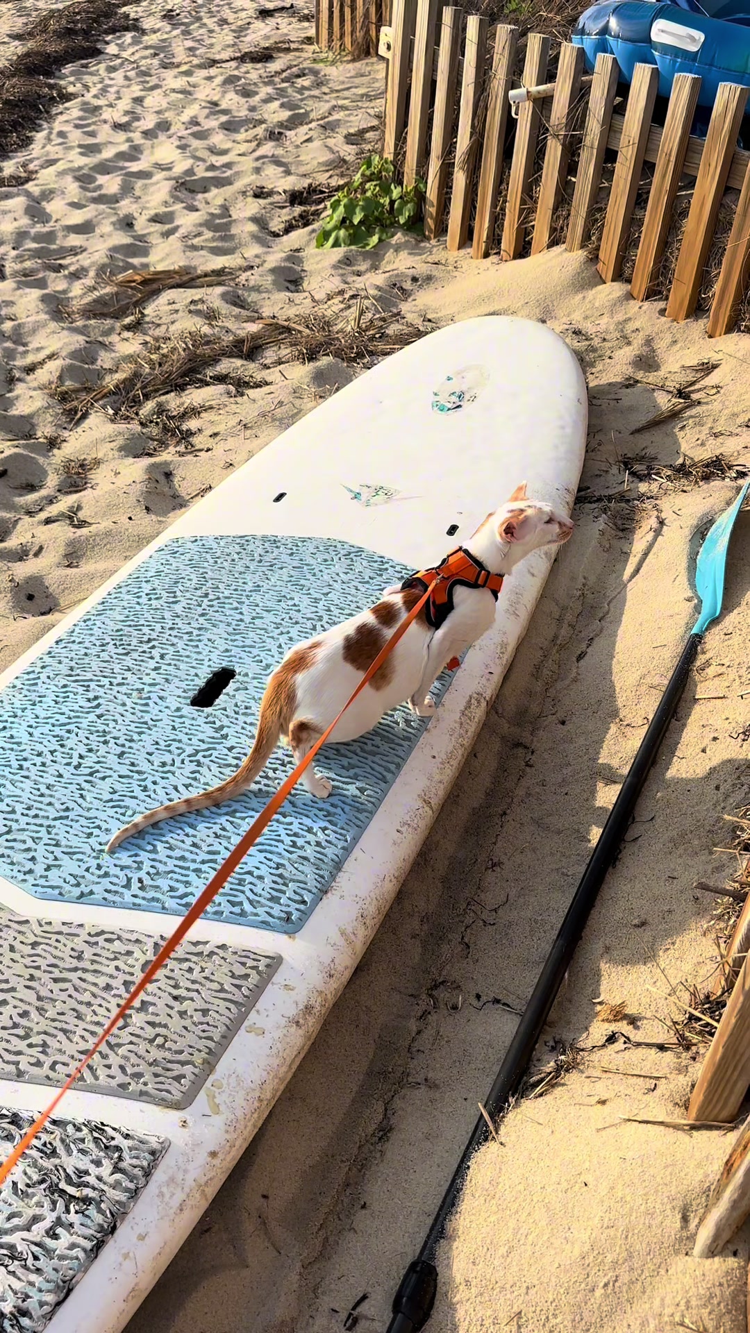 TikTok post by @fivecrazycats for Rabbitgoo. Caption reads: [...] beach adventure with Winston! 🌊☀️....