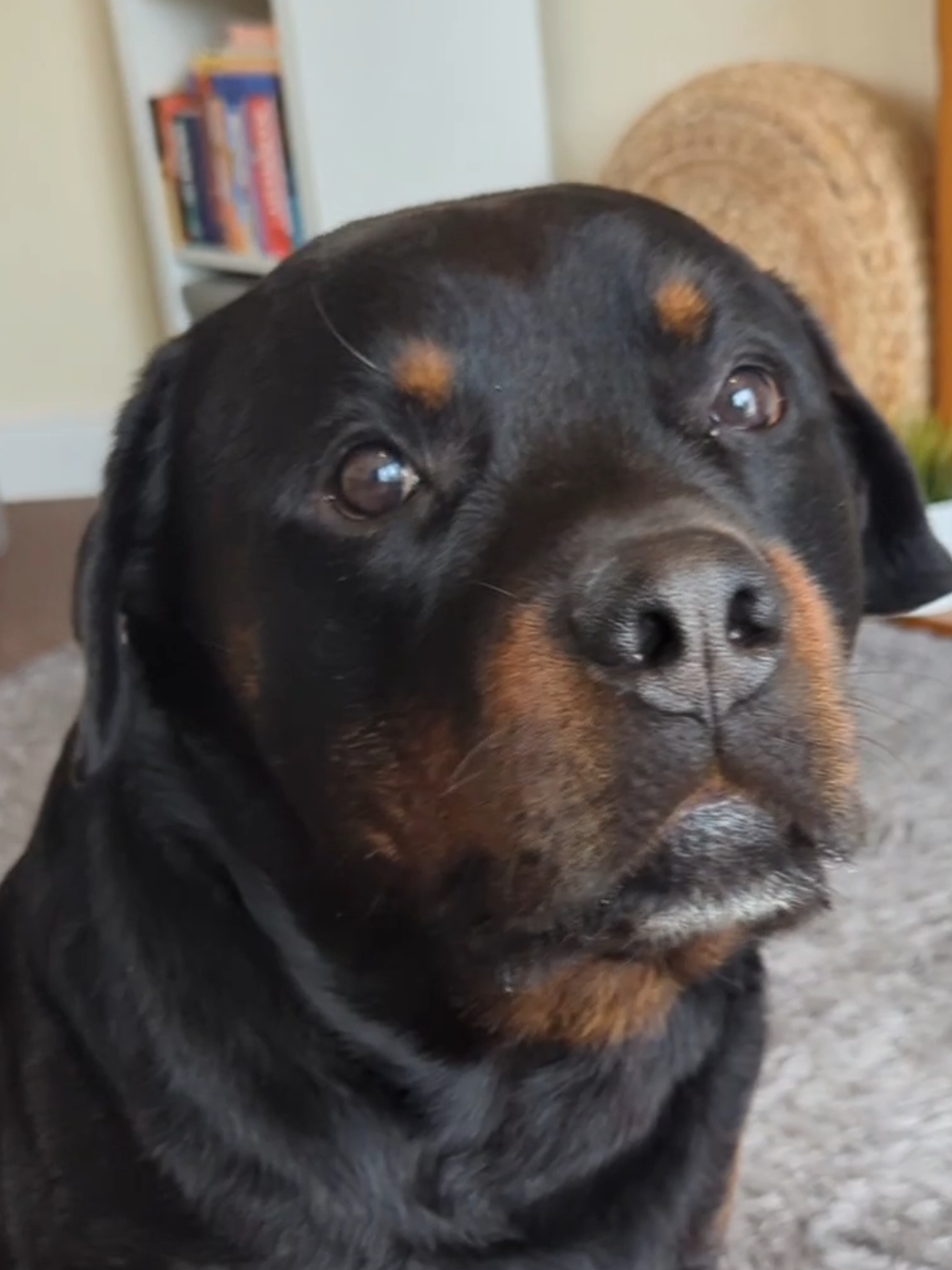 TikTok post by @silkinday for Herbal Dog Co. Caption reads: [...] dog? No worries we got you! #itchydog....