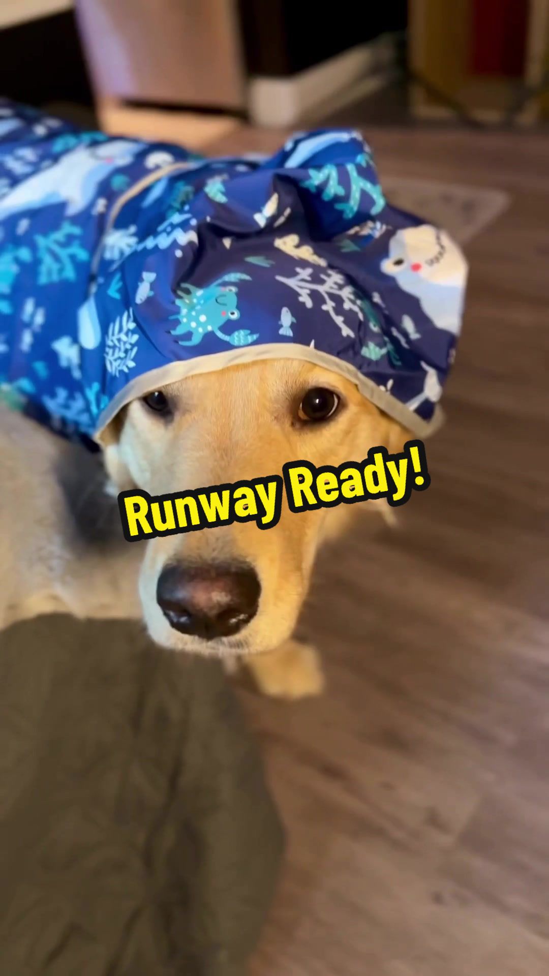 TikTok post by @darcy.world for ShopHDE. Caption reads: [...] coat is the moment. Tap to shop! 🐾 @ShopHDE....