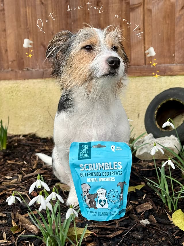 Instagram post by @walkies_with_woody for Scrumbles. Caption reads: [...] ✨ #paidpartnership #dogdentalcare #scrumbles....