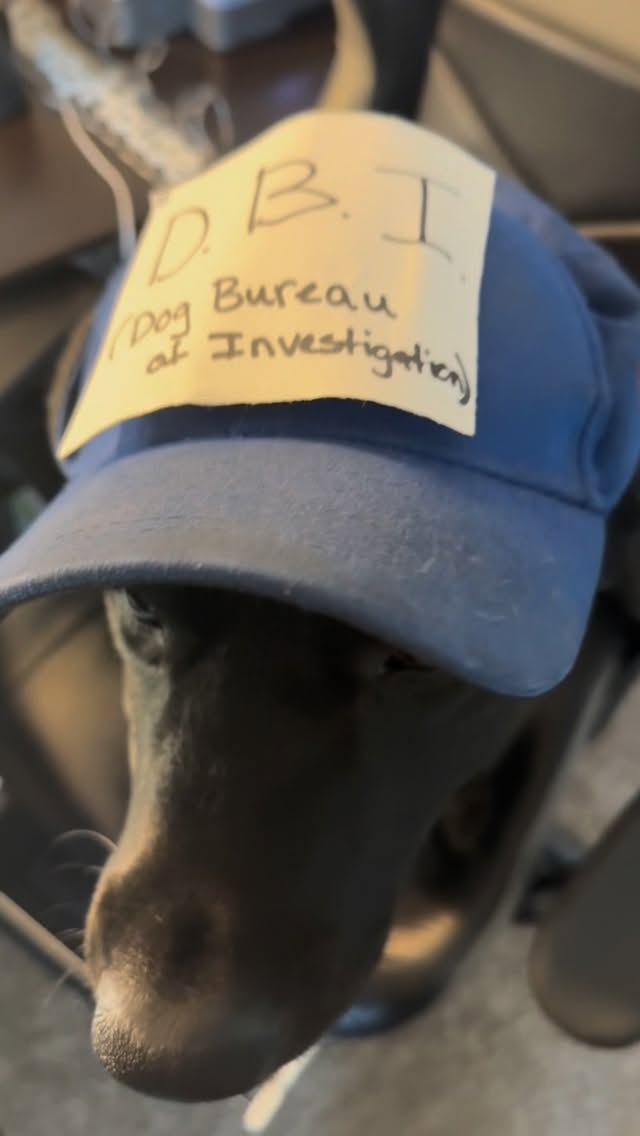 Instagram post by @robertandmaggie_ for Public Data Check. Caption reads: Keeping the community safe, one suspicious sniff....