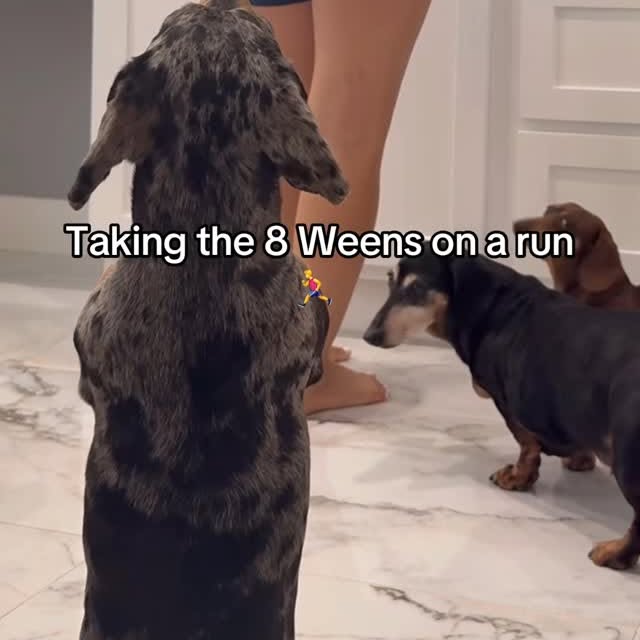 Instagram post by @yunabugs for Sassy Woof. Caption reads: Launched our new harnesses the only way we know....