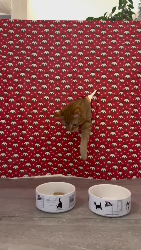 Instagram post by @peachandpablo_ for Purina. Caption reads: [...] Christmas dinner through the hole 😂🎁....