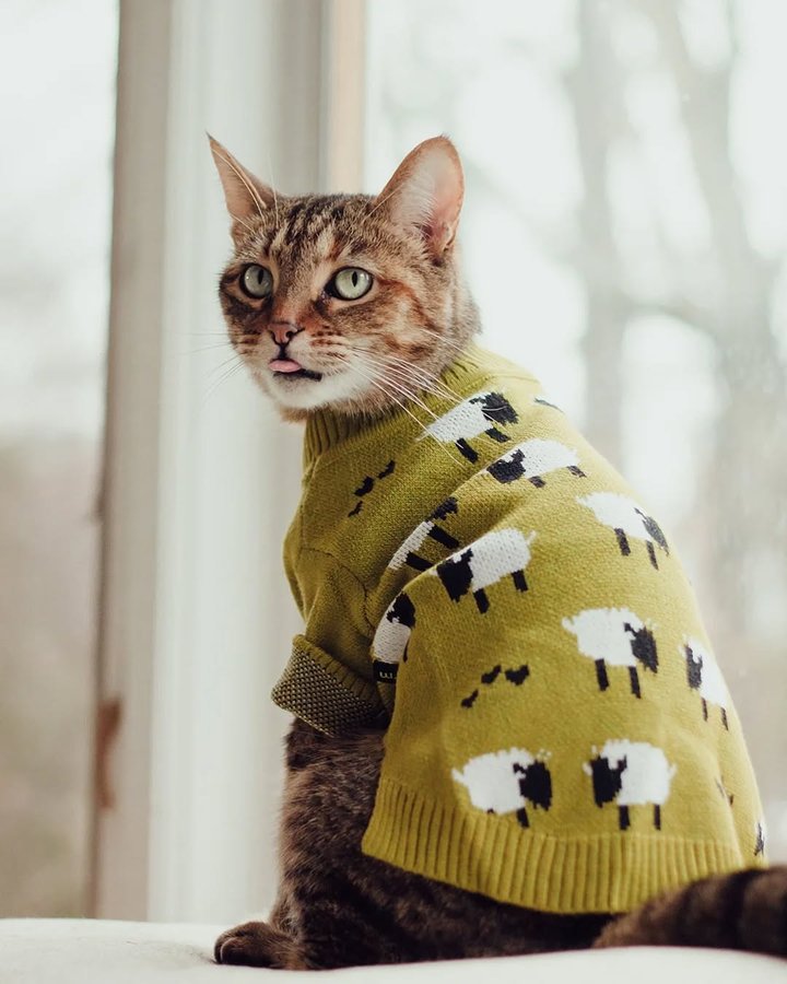 Instagram post by @purrfectly.amber for Fitwarm. Caption reads: [...] provided by @fitwarm_pet_apparel
•AMBER20•....