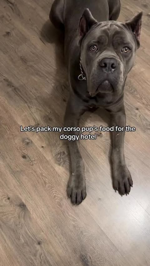 Instagram post by @thordacorso for Open Farm Pet. Caption reads: Thor is excited!! 😆 

@openfarmpet 

#thordacorso....