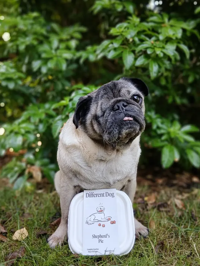 Instagram post by @lilrascalpug for Different Dog. Caption reads: [...] ❤️ Shepherd's Pie Cooked Dog Food....