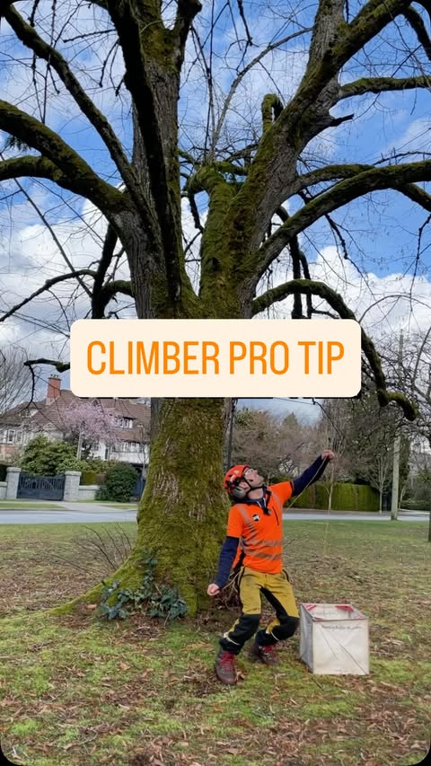 Instagram post by @climbingarborist_com for Jobber. Caption reads: [...] Ass. Sponsored by our amazing partner....