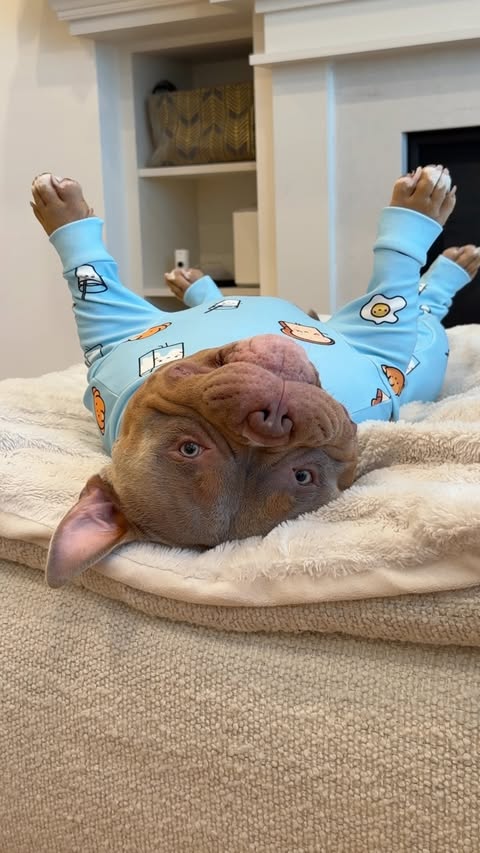 Instagram post by @teddyvbully for Spark Paws. Caption reads: [...] Fall weather report: Teddy in his....