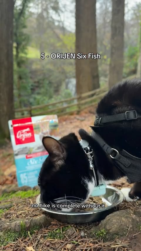 Instagram post by @harvey.the.tux for ORIJEN Petfoods. Caption reads: AD | Hiking with a cat takes a little extra prep —....