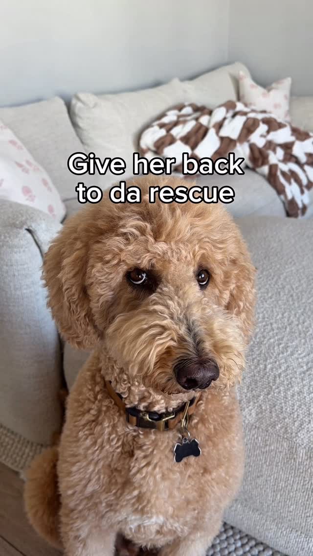 Instagram post by @girlandadoodle for Chewy. Caption reads: [...] the things Daisy destroys using the @chewy....